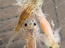 axolotl babies