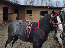 Black cob