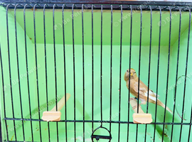 Redpoll Cock - 2025. - Split for Pied