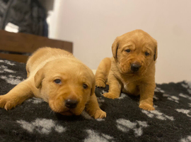 KC registered Labrador puppies