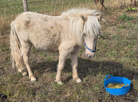 Beautiful palomino gelding