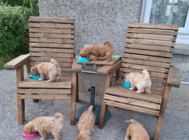 Stunning Cavapoochon puppies Family raised