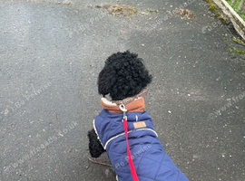 Cockapoo for sale