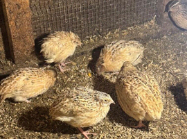 Quail
