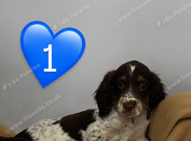 Cocker spaniel puppies