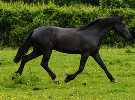 2 year old filly