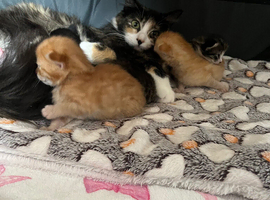 Stunning litter