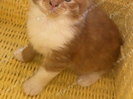 Kittens