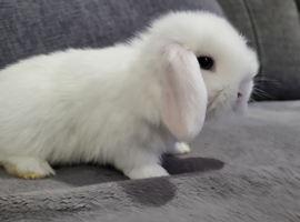 Beautiful Mini lop looking good a home