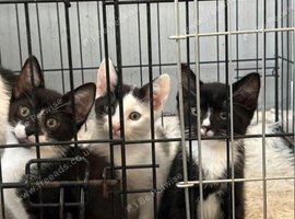 3 kittens 10 weeks old