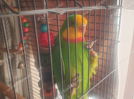 Hand tamed Baraband parakeet