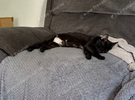2 year old female black cat.