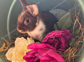 Mini lop x Neatherland dwarf