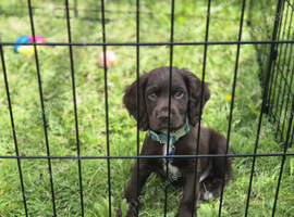 Male cocker spaniel