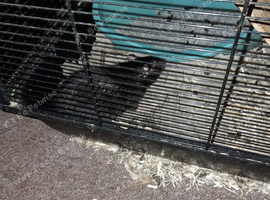 Black rat needs rehoming