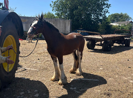 Outstanding 15&rsquo;1hh gelding