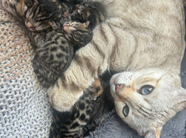 Bengal kittens