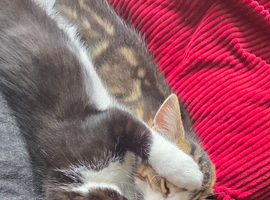 3 kittens