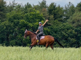 Beautiful mare