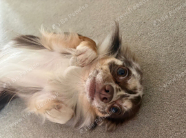 Merle Chihuahua Boy