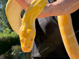 Burmese python for sale