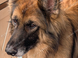 Desperately seeking a female German shepherd puppy
