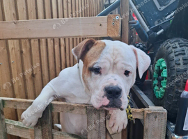 Rehoming needed for 10month old johnson american bulldog