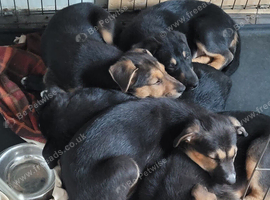 Border collie X Huntaway Girls