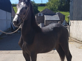 Yearling filly