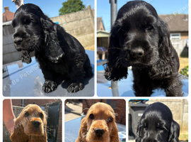 Beautiful Show Cocker Spaniel Puppies