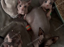 Male Sphynx Pied kittens for sale
