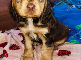 Spaniel