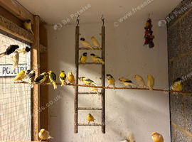 Mixed Canaries