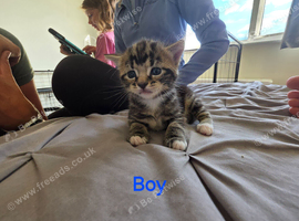 2 kittens for sale