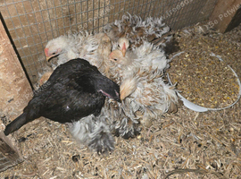 11 very cute frizzle bantams