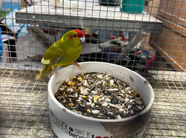 Breeding Pair of Kakariki parrots ready for breeding