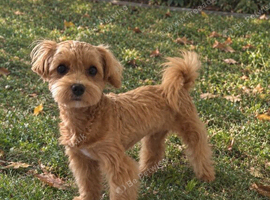 Korean Maltipoo. DNA tested parents. Ready Now