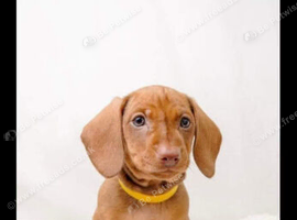 Dachshund