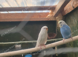 Budgies in newcastle