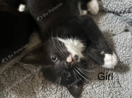4 beautiful kittens
