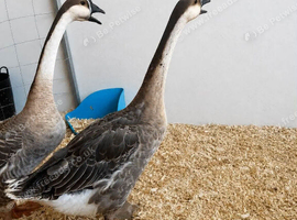 Chinese geese