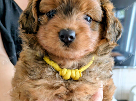 Gorgeous litter of F1 Pomapoo