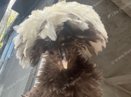 Polish Pullets