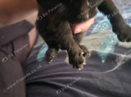 Ive got 4 kittens