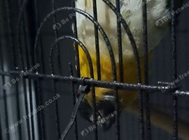 Black headed caique