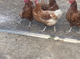 5 x Hens looking for new home