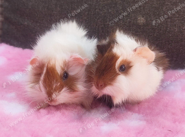 Beautiful pair of sows