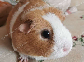 Small Animal Drop In Visits for Cats, Rabbits, Guinea pigs and more
