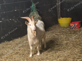 Pygmy Breeding Buck