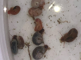 Ramshorn snails